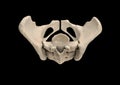 Pelvis, Human skeleton, Female Pelvic Bone anatomy, hip, 3D artwork, Bones Labeled Anatomy top View