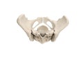 Pelvis, Human skeleton, Female Pelvic Bone anatomy, hip, 3D artwork, Bones Labeled Anatomy top View, White background