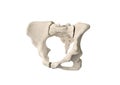 Pelvis, Human skeleton, Female Pelvic Bone anatomy, hip, 3D artwork, Bones Labeled Anatomy View, white background