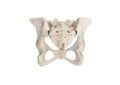 Pelvis, Human skeleton, Female Pelvic Bone anatomy, hip, 3D artwork, Bones Labeled Anatomy back View, White background