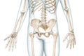 Pelvis or pelvic girdle bones front view with body 3D rendering illustration isolated on white with copy space. Human skeleton