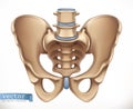 Pelvis structure. Human skeleton, medicine. vector icon