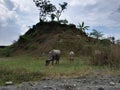 Pemalang, Indonesia, April 15, 2023. Photo of a herd of buffalo in a grassland area in Indonesia.