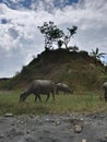 Pemalang, Indonesia, April 15, 2023. Photo of a herd of buffalo on a stretch of prairie in Indonesia.