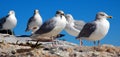 Pemaquid Point Seagulls