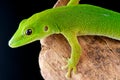 Pemba island day gecko Royalty Free Stock Photo