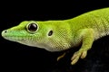 Pemba Island day gecko Phelsuma parkeri