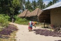 Pemba Island, Zanzibar, Tanzania - Kanuary 2020: Black Indigenous African People are walking around Pink seaweed - algae