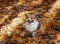 Pembroke corgi dog puppy walks in the autumn garden among the fallen golden leaves Royalty Free Stock Photo