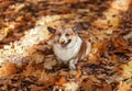 Pembroke corgi dog puppy walks in the autumn garden among the fallen golden leaves Royalty Free Stock Photo