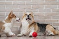 Pembroke Corgi puppy and his mother playing with a red ball. Royalty Free Stock Photo