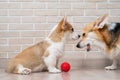 Pembroke Corgi puppy and his mother playing with a red ball. Royalty Free Stock Photo
