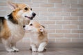 Pembroke Corgi puppy and his mother playing with a red ball. Royalty Free Stock Photo