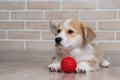 Pembroke Corgi puppy playing with a red ball. Royalty Free Stock Photo