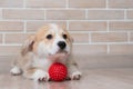 Pembroke Corgi puppy playing with a red ball. Royalty Free Stock Photo