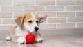 Pembroke Corgi puppy playing with a red ball. Royalty Free Stock Photo