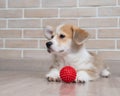 Pembroke Corgi puppy playing with a red ball. Royalty Free Stock Photo