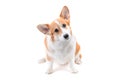 Pembroke welsh corgi sitting down