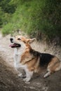 Walking with dog in nature. The worlds smallest shepherd dog. Pembroke tricolor Welsh Corgi sits in forest on path against