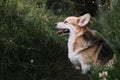 Walking with dog in nature. The worlds smallest shepherd dog. Pembroke tricolor Welsh Corgi sits in forest on path against