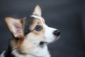 Pembroke Welsh Corgi Royalty Free Stock Photo