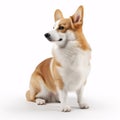 Pembroke Welsh Corgi breed dog isolated on a clean white background