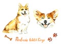 Pembroke Welsh Corgi collection, face and sitting looking with inscription, bone and paw imprints design elements, hand painted