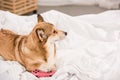 Pembroke welsh corgi dog lying on bed with pink joystick