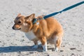 Pembroke Welsh Corgi Dog Pooping at Dog Beach in San Diego Royalty Free Stock Photo