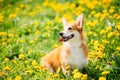 Pembroke Welsh Corgi Dog Puppy Sitting In Green Summer Grass Royalty Free Stock Photo