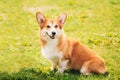 Pembroke Welsh Corgi Dog Puppy Sitting In Green Summer Grass. The Welsh Corgi Is A Small Type Of Herding Dog That Royalty Free Stock Photo