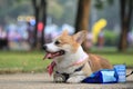 Pembroke Welsh Corgi dog rear portrait