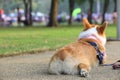 Pembroke Welsh Corgi dog rear portrait