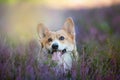 Pembroke Welsh Corgi dog sitting in a blooming heather meadow