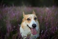 Pembroke Welsh Corgi dog sitting in a blooming heather meadow