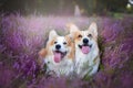 Pembroke Welsh Corgi dog sitting in a blooming heather meadow