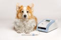 A Pembroke Welsh Corgi dog is sitting next to a laser beam for rehabilitation Royalty Free Stock Photo