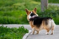 A Pembroke Welsh Corgi dog stands on a leash on a footpath and looks away from the camera. The pet is black red and white. Pure-