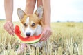 Pembroke welsh corgi dog on a walk relaxing on summer vacation holidays, eating a fresh juicy watermelon Royalty Free Stock Photo