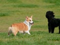 Pembroke Welsh Corgi, Dog Welsh Corgi Playing With Black Poodle On Green Grass Field In Sunny Day