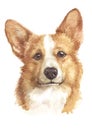 Water colour painting, brown fur dog named Pembroke Welsh Corgi 034
