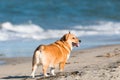 Pembroke Welsh Corgi at Dog Beach in San Diego, California Royalty Free Stock Photo