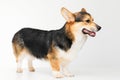 Pembroke Welsh Corgi portrait with copy space, purebred dog