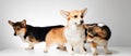 Pembroke Welsh Corgi portrait with copy space, purebred dog