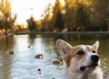 Pembroke Welsh Corgi, Welsh Corgi portret. Lifestyle Purebreed Welsh corgi play outdoor