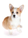 Pembroke Welsh Corgi puppy Royalty Free Stock Photo