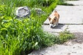 Pembroke Welsh Corgi puppy comes closer to green grass at summer sunny day. Herding and house dog background. Royalty Free Stock Photo