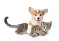 Pembroke Welsh Corgi puppy hugging cat. isolated on white Royalty Free Stock Photo