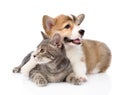 Pembroke Welsh Corgi puppy hugging cat. isolated on white background Royalty Free Stock Photo