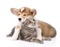 Pembroke Welsh Corgi puppy hugging cat. isolated on white Royalty Free Stock Photo